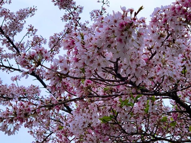 京都　KYOTO SAKURAめぐり❗️まさに、いとをかし清水寺の桜に大満足❗️