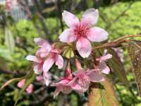 遊香港．將軍澳賞花好去處