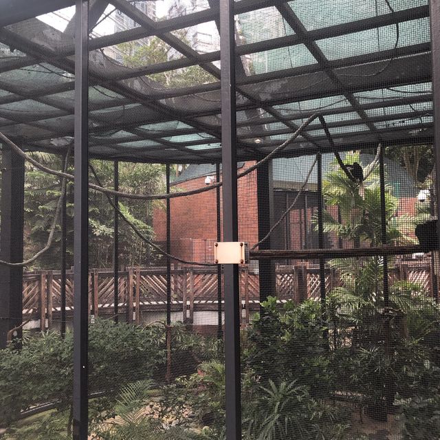  市區觀鳥好地方