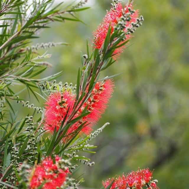 賞花好去處😍寶康公園隱世之處