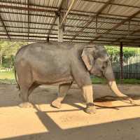 A Day with the Elephants 🐘 in Chiang Mai!