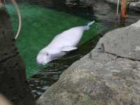 밴쿠버 아쿠아리움 흰돌고래 벨루가