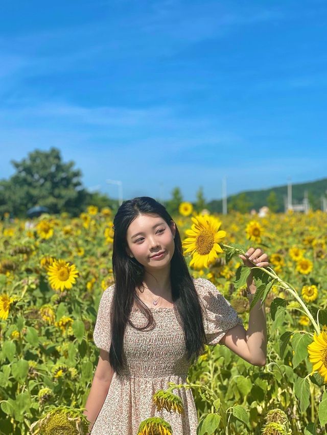 서울 근교 해바라기 맛집은 대부도🌻