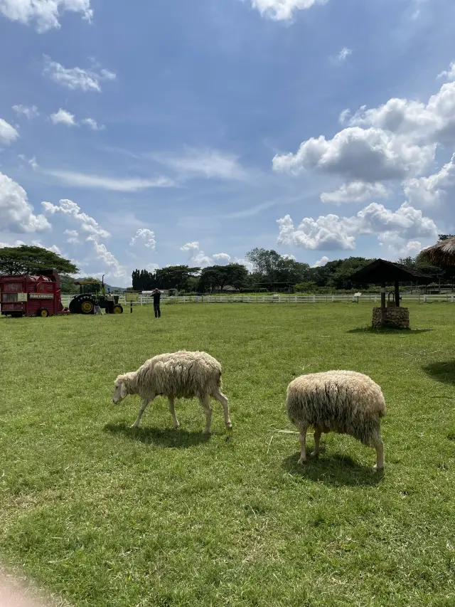 The biggest dairy farm in Thailand 