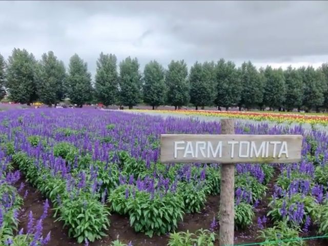 Farm Tomita