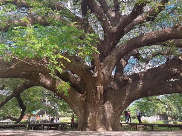 ต้นจามจุรียักษ์ 🌳🌳