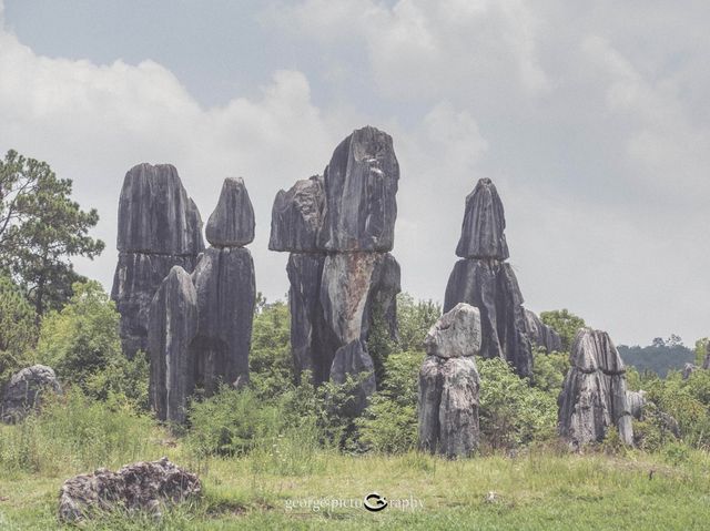 Stone Forest Geological Park@Kunming