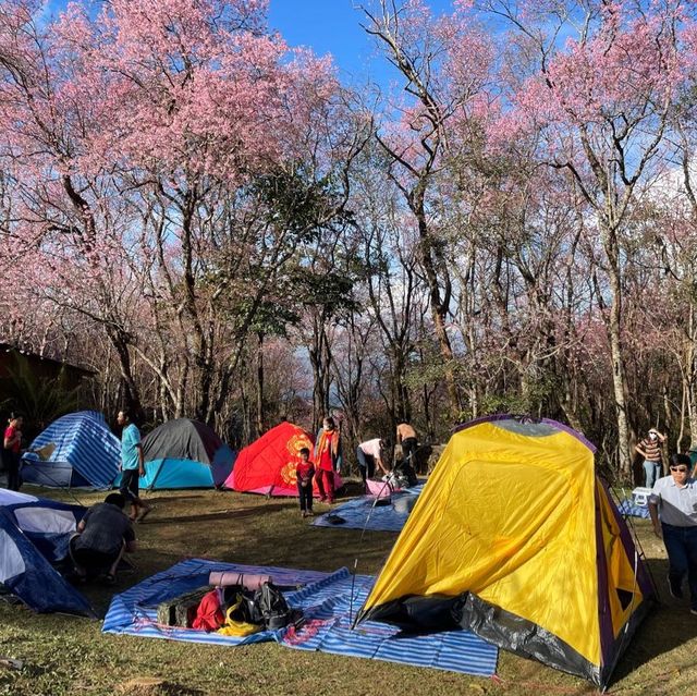 Sakura Blooming in Thailand 