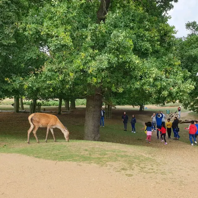 See deers in London - Richmond Park 
