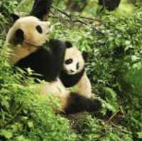 Sichuan Giant Panda Sanctuary 