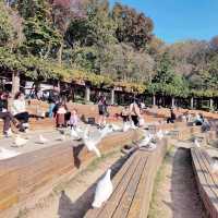 Pigeons in Nanjings Purple Mountain