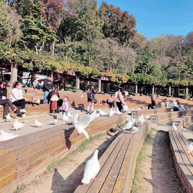 Pigeons in Nanjings Purple Mountain