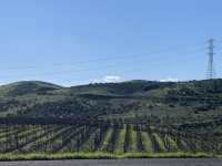 ✨Napa Valley로! 🍇✨