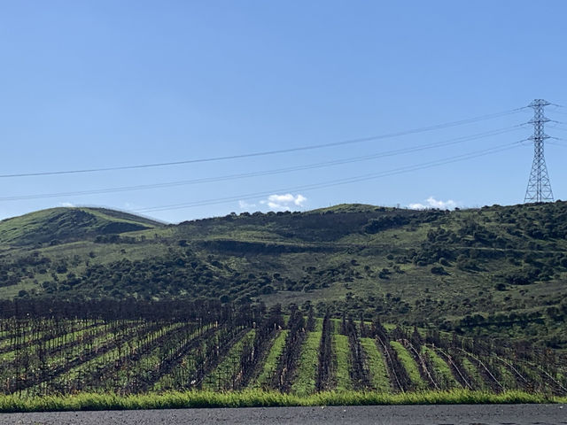 ✨Napa Valley로! 🍇✨