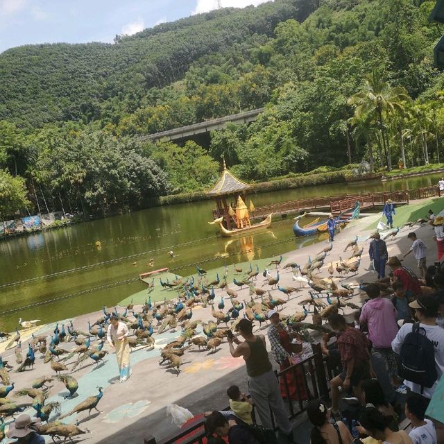 Peacock lake performance 
