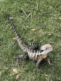 Australia #Brisbane #Kuta Mountain Botanic Garden #