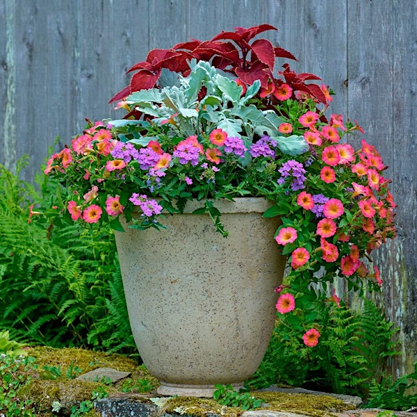Pots of Possibilities- Container Garden Creativity | Inland Bays Garden Center