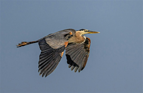 Wednesday Birders at Hyatt Hidden Lakes | Hyatt Hidden Lakes Reserve