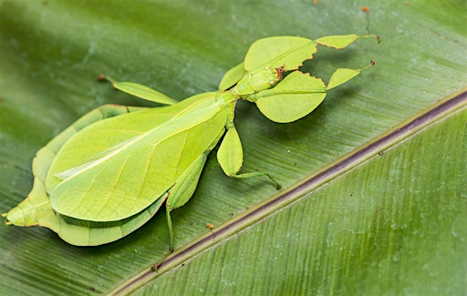 Bugs, Butterflies, and Bees | Oakland Zoo