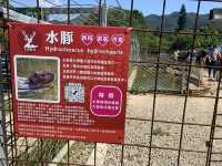 桃園/大溪-花鹿秘境 李家摸蜆農場 水豚君超萌 近距離接近可愛動物 