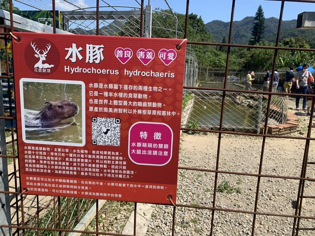 桃園/大溪-花鹿秘境 李家摸蜆農場 水豚君超萌 近距離接近可愛動物 