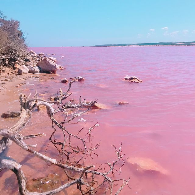 西澳夢幻的粉紅湖Hutt Lagoo