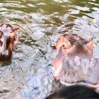 印尼峇里島野生動物園