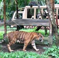 印尼峇里島野生動物園
