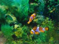 ; Pusat Ikan Hiasan PD.🐟
