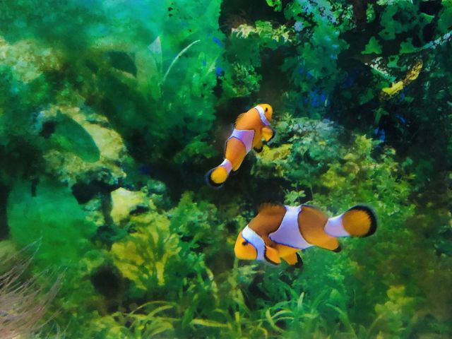 ; Pusat Ikan Hiasan PD.🐟