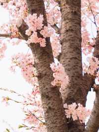따뜻한 봄에 석촌호수에서 벚꽃산책🌸