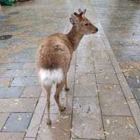 鹿！鹿！鹿！どこに行っても鹿　奈良公園