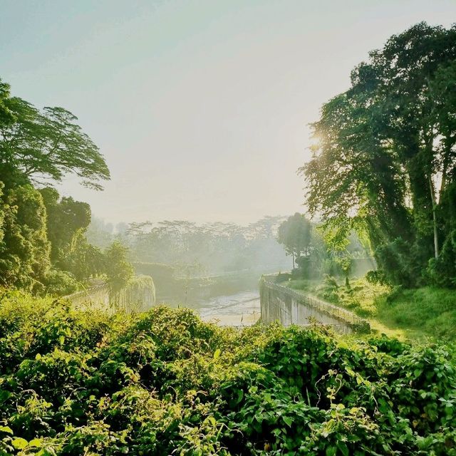 Nature In The Centre Of Singapore