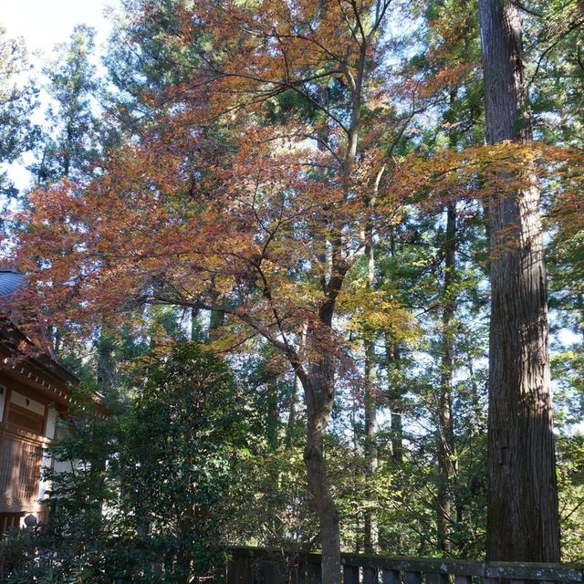埼玉縣必去景點➡️ 寶登山⛰️⛰️