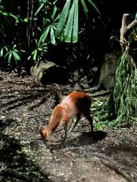 Nocturnal Wildlife at Night Safari