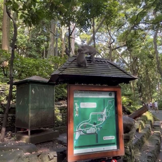 Monkey forest 