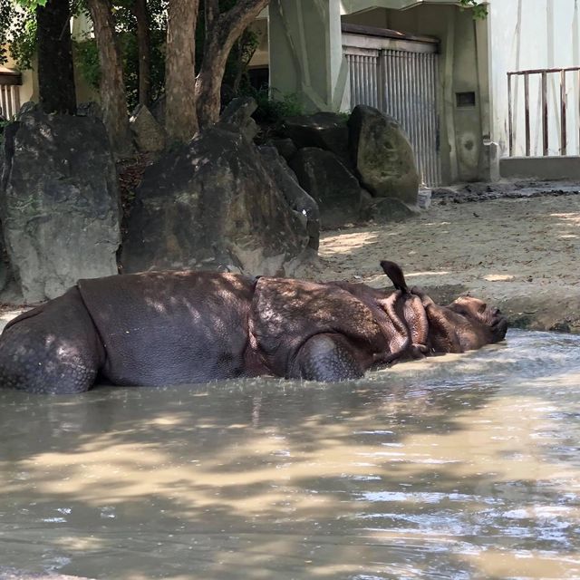 名古屋超大東山植物動物園😝大人🧑細路👦🏻都鍾意❤️半日放電景點