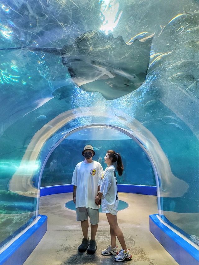 어른들도 신나는 바다속나라🐳아쿠아플라넷 여수🐠