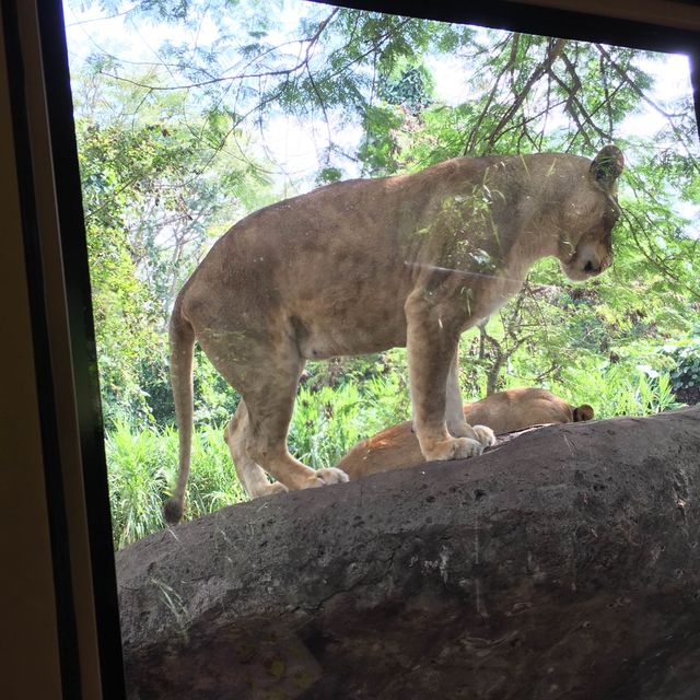 巴里島動物園
