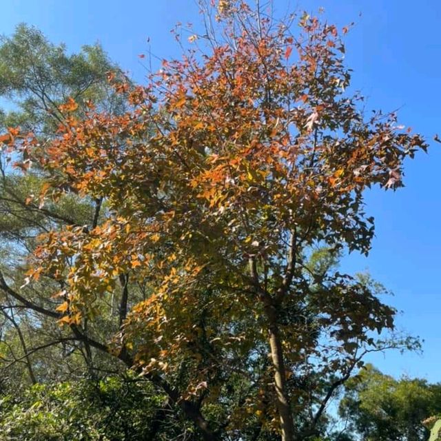 第1站: 大棠楓香林(紅葉篇) 第1站: 大棠楓香林(紅葉篇)