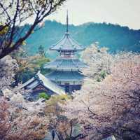 Sakura Blossom at Mt.Yoshino