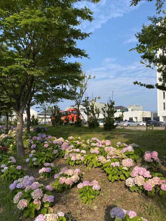 부산 영도 아미르 공원 수국