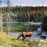 Scenery and Wildlife Viewing at Jasper