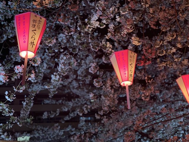 【東京】夜桜ライトアップの名所🌸目黒川の桜並木