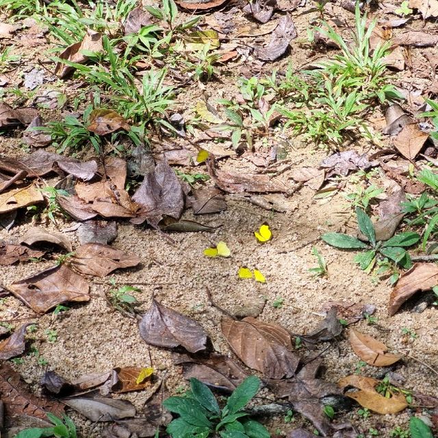 ร้อนนี้ เล่นน้ำตก ที่น้ำตกคลองไพบลูย์@จันทบุรี