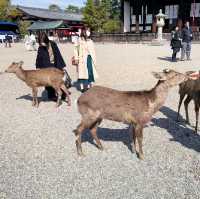 Up Close with Deer at Nara Park