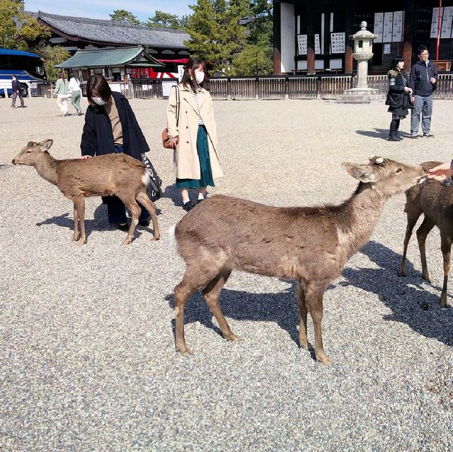 Up Close with Deer at Nara Park