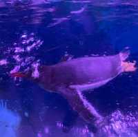 泰國｜曼谷水族館🐬暹羅海洋世界