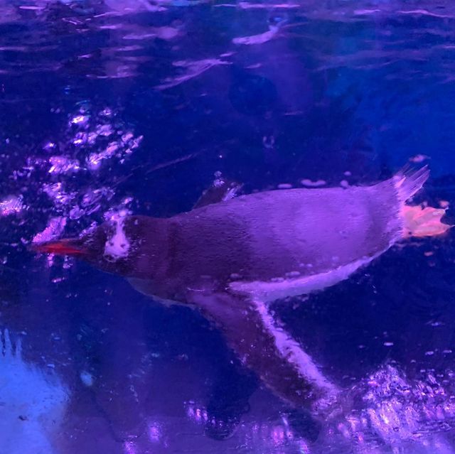 泰國｜曼谷水族館🐬暹羅海洋世界