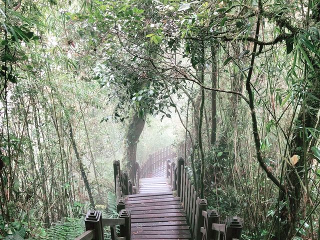 MOSSY FOREST (Cameron Highland)